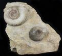 Double Stephanoceras Ammonite Display - Dorset, England #30786-1